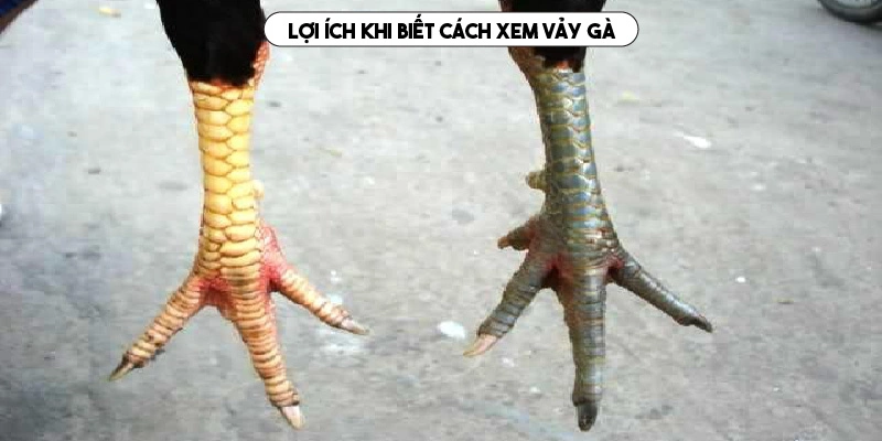 Cách nhận diện vảy gà mang lại nhiều lợi ích nổi bật 