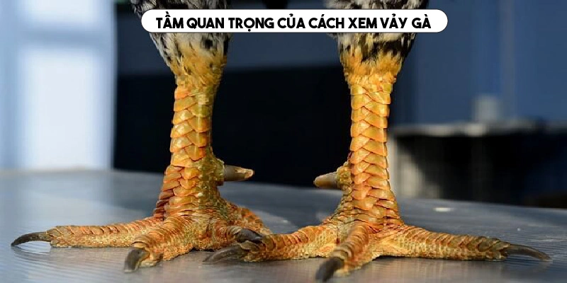 Tầm quan trọng của kỹ thuật xem vảy gà 